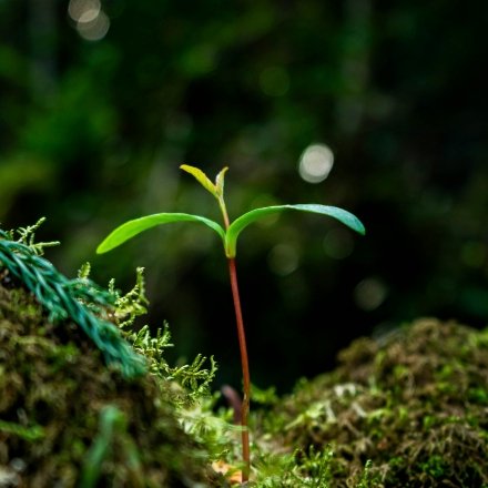 440-Zaailing-one-pager-02