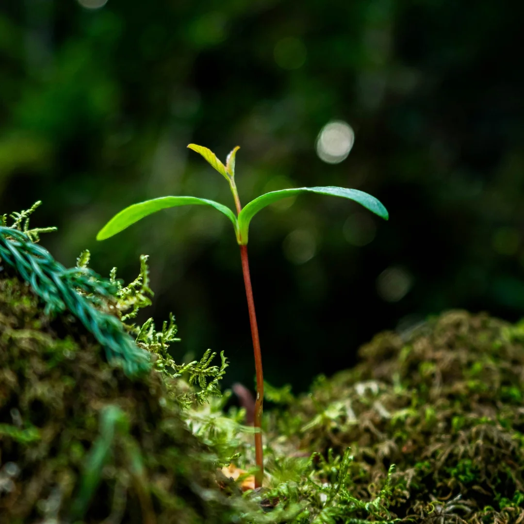 rustige one-pager website voor coach laten maken in WordPress